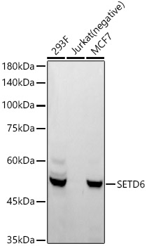SETD6 Rabbit monoclonal antibody
