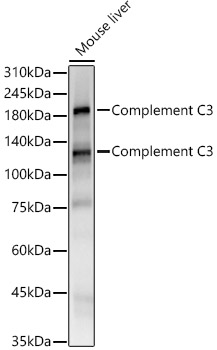 Complement C3 Rabbit monoclonal antibody