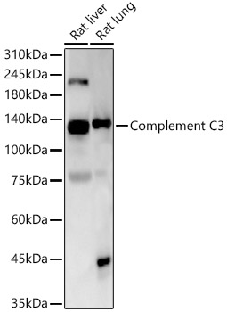 Complement C3 Rabbit monoclonal antibody