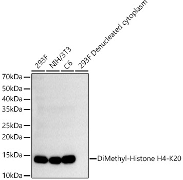 DiMethyl-Histone H4-K20 Rabbit mAb