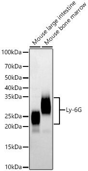 Ly-6G Rabbit monoclonal antibody