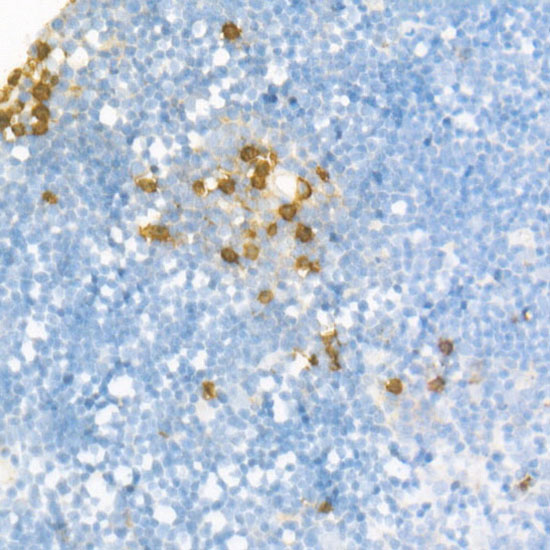Ly-6G Rabbit monoclonal antibody