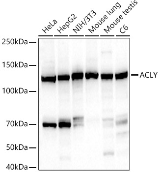 [KO Validated] ACLY Rabbit monoclonal antibody