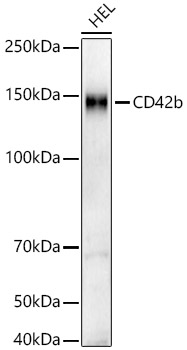 CD42b Rabbit monoclonal antibody