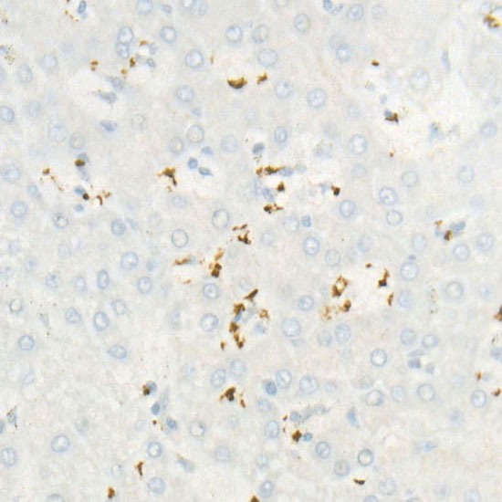 CD42b Rabbit monoclonal antibody