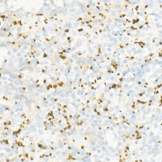 CD42b Rabbit monoclonal antibody