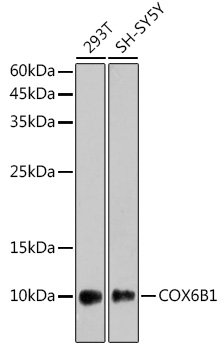 COX6B1 Rabbit monoclonal antibody