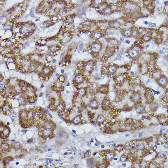 COX6B1 Rabbit monoclonal antibody