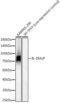 IL-1RAcP Rabbit mAb