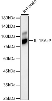 IL-1RAcP Rabbit monoclonal antibody