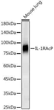 IL-1RAcP Rabbit monoclonal antibody