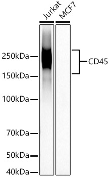 CD45 Rabbit monoclonal antibody