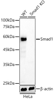 [KO Validated] Smad1 Rabbit monoclonal antibody