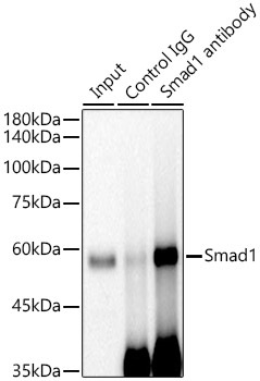 [KO Validated] Smad1 Rabbit monoclonal antibody