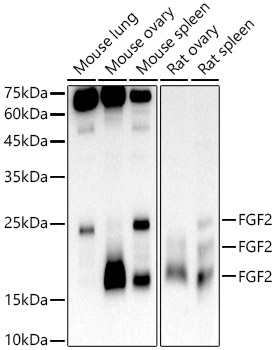FGF2 Rabbit monoclonal antibody