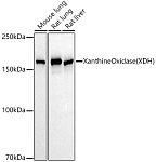 Western blot - Xanthine Oxidase (XDH) Rabbit mAb (A22335)