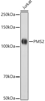 [KO Validated] PMS2 Rabbit monoclonal antibody