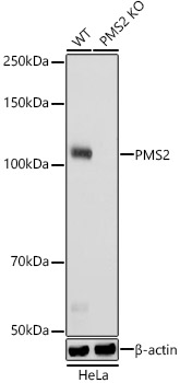 [KO Validated] PMS2 Rabbit monoclonal antibody