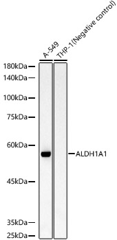 ALDH1A1 Rabbit monoclonal antibody
