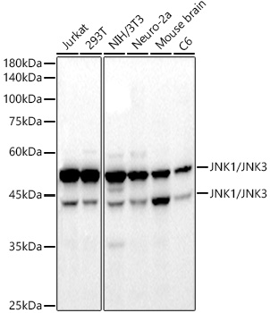 JNK1/2/3 Rabbit monoclonal antibody