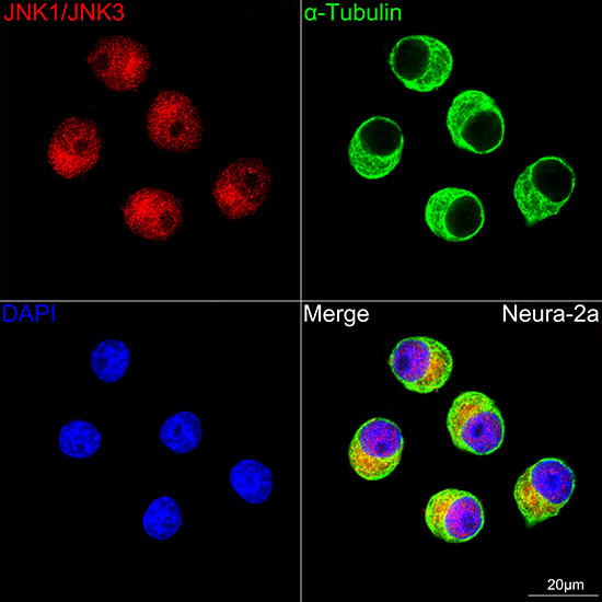 JNK1/2/3 Rabbit monoclonal antibody