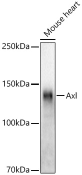 Axl Rabbit monoclonal antibody