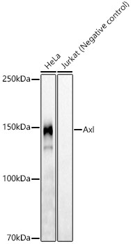 Axl Rabbit monoclonal antibody