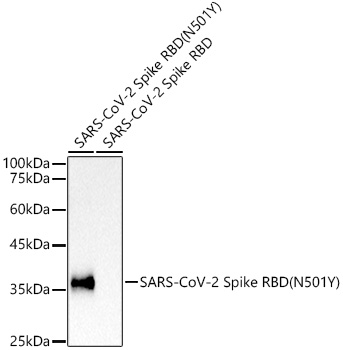 SARS-CoV-2 Spike RBD (N501Y) Rabbit mAb