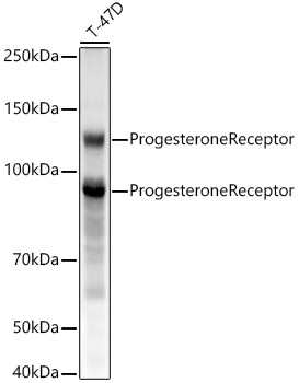 Progesterone Receptor Rabbit mAb