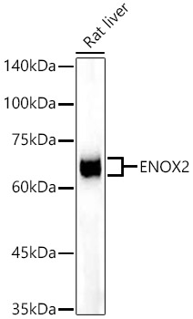 ENOX2 Rabbit mAb