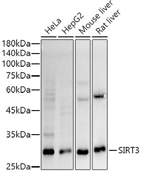 [KO Validated] SIRT3 Rabbit monoclonal antibody