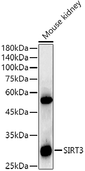 [KO Validated] SIRT3 Rabbit monoclonal antibody