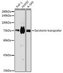 Western blot - Serotonin transporter Rabbit mAb (A22413)