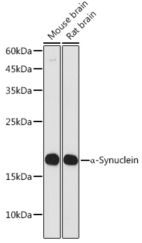 A Alpha-Synuclein Rabbit monoclonal antibody