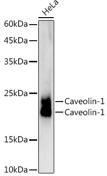 Caveolin-1 Rabbit monoclonal antibody