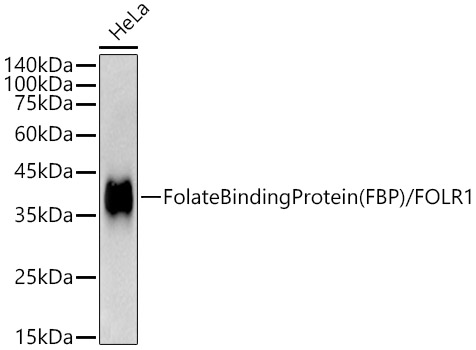 Folate Binding Protein(FBP) / FOLR1 Rabbit monoclonal antibody