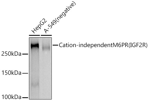 Cation-independent M6PR (IGF2R) Rabbit mAb