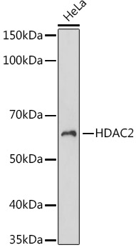 HDAC2 Rabbit monoclonal antibody