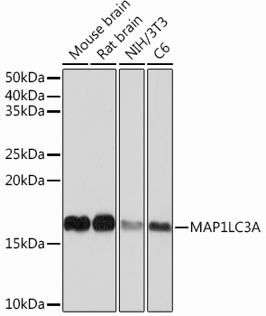 MAP1LC3A Rabbit monoclonal antibody