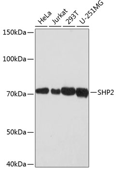 SHP2 Rabbit monoclonal antibody