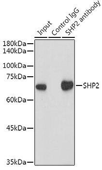 SHP2 Rabbit monoclonal antibody