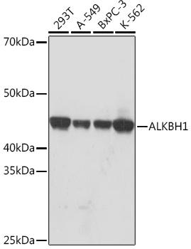 ALKBH1 Rabbit monoclonal antibody