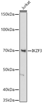 IKZF3 Rabbit monoclonal antibody