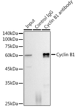 Cyclin B1 Rabbit monoclonal antibody
