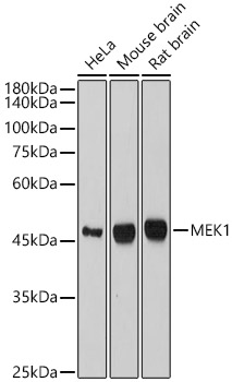 MEK1 Rabbit monoclonal antibody