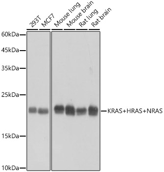 KRAS+HRAS+NRAS Rabbit monoclonal antibody