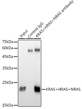 KRAS+HRAS+NRAS Rabbit monoclonal antibody