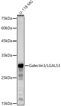 Galectin 3/LGALS3 Rabbit monoclonal antibody