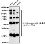 Western blot - Pan-Symmetric Di-Methyl Arginine Motif Rabbit mAb (A22445)
