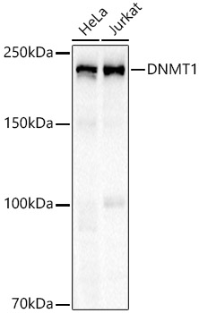 DNMT1 Rabbit monoclonal antibody